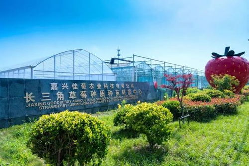 人民论坛调研组 解码浙江平湖的共富产业链